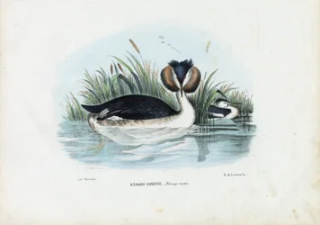 Fuut, 1863-79